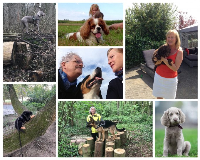 Ervaren hondencoach Denderleeuw, Oost-Vlaanderen